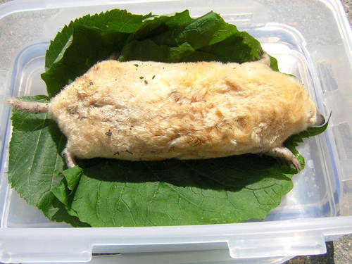 European Mole