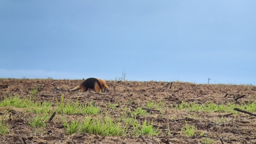 Southern Tamandua