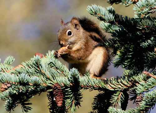 Fremont's Squirrel