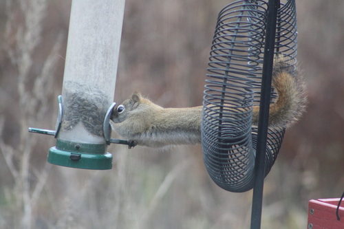 American Red Squirrel
