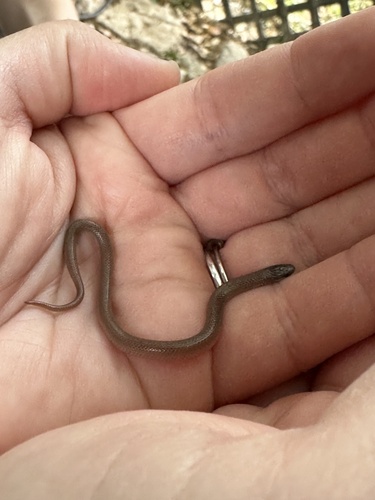 Flat-headed Snake