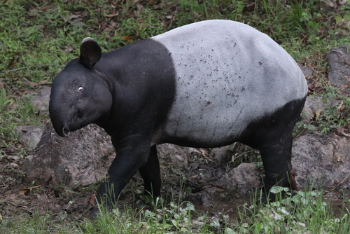 Malayan Tapir