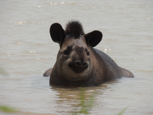 South American Tapir