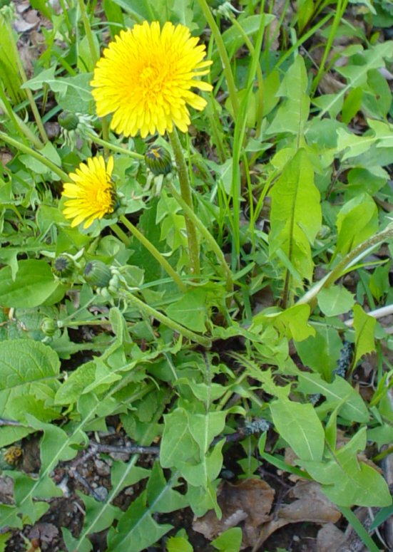 Common dandelion