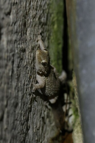 Moorish Gecko