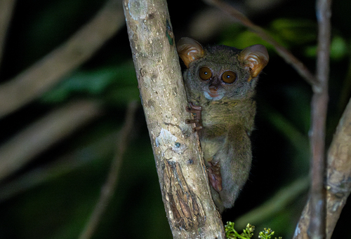 Spectral Tarsier