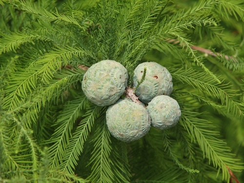 Baldcypress