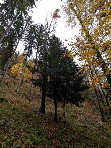 Common yew