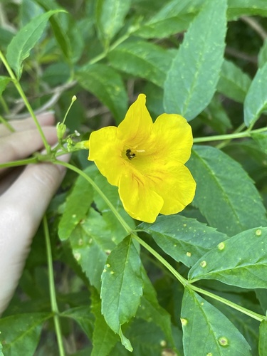 Yellow trumpet flower