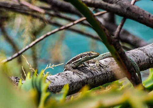 Madeira Lizard