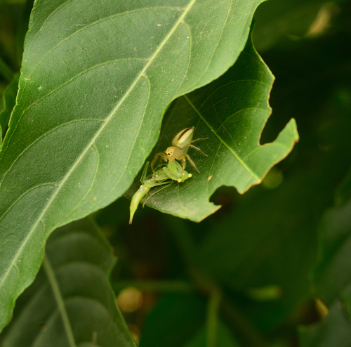 Two-striped Telamonia