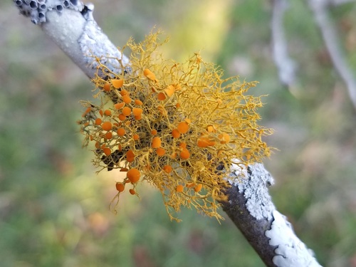 Slender orange-bush