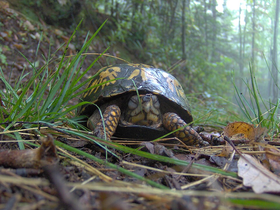 Common Box Turtle
