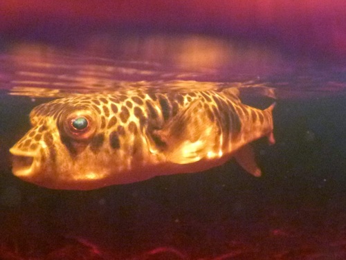 Smooth Toadfish