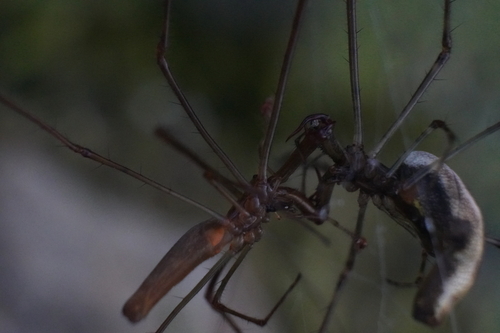 Elongate Stilt Spider