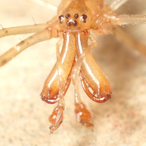Silver Long-jawed Orbweaver