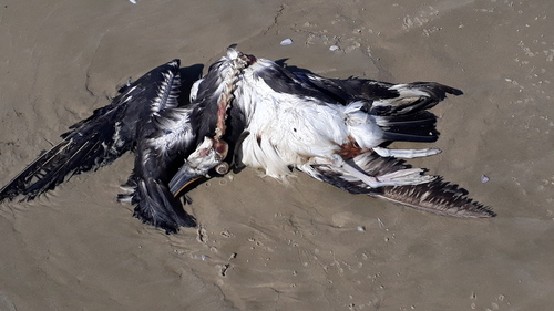 Atlantic Yellow-nosed Albatross