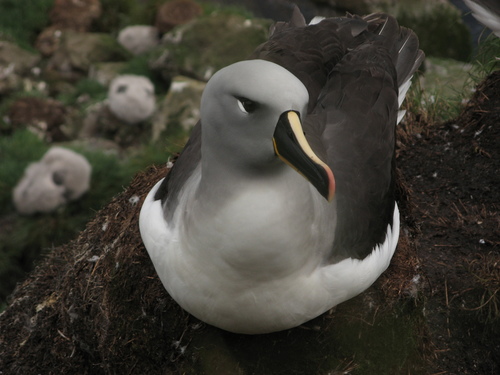 Gray-headed Albatross
