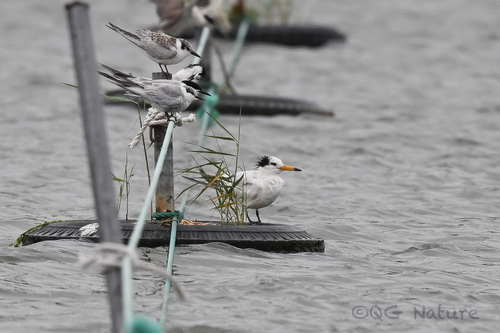 Chinese Crested Tern