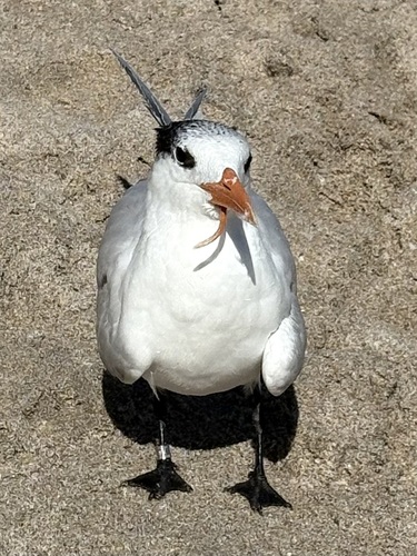 Royal Tern