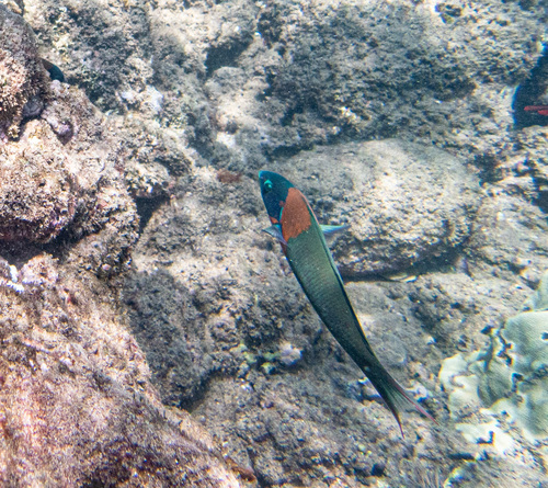 Saddle Wrasse