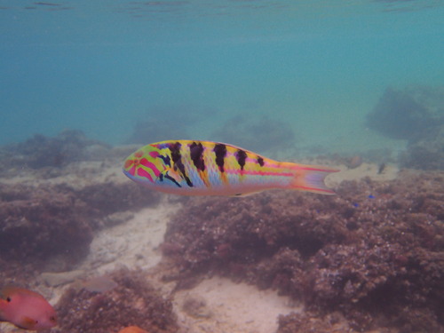 Sixbar Wrasse