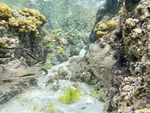 Cortez Rainbow Wrasse