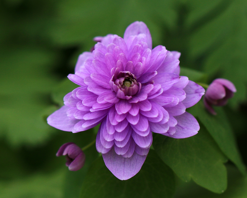 Rue anemone