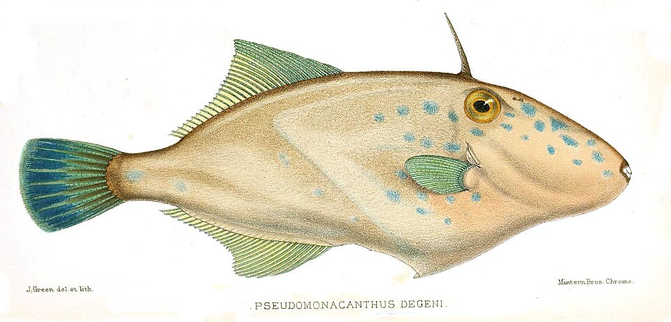 Bluefin Leatherjacket