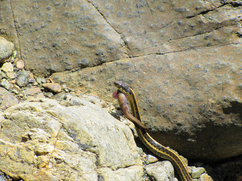 Aquatic Garter Snake