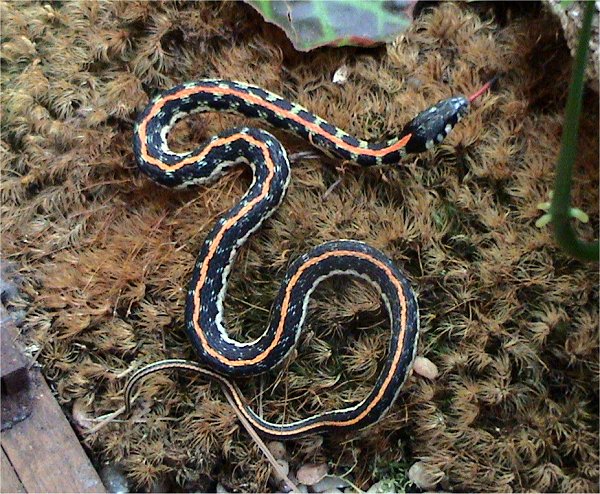 Black-necked Garter Snake