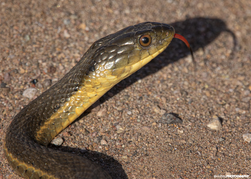 Two-striped Garter Snake