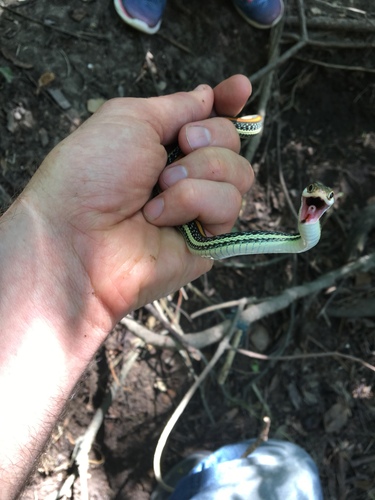 Western Ribbon Snake