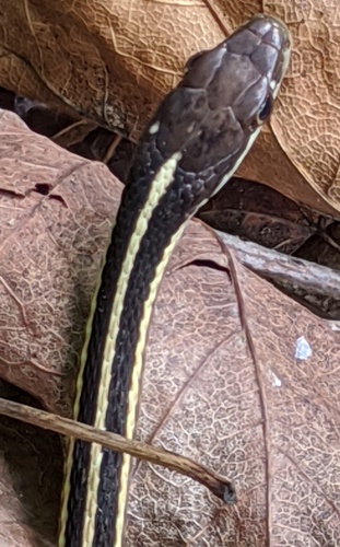 Common Ribbon Snake