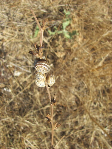 White Italian Snail