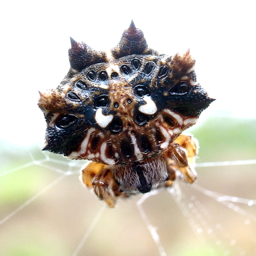 Asian Spinybacked Orbweaver
