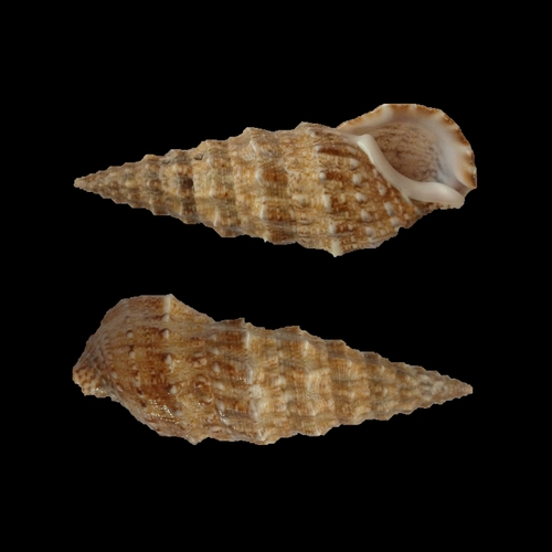 Horn Shell