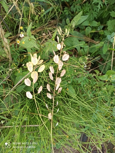 Field penny-cress