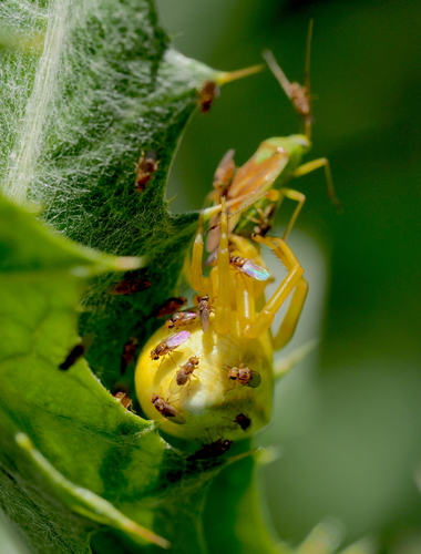 Heather crab spider