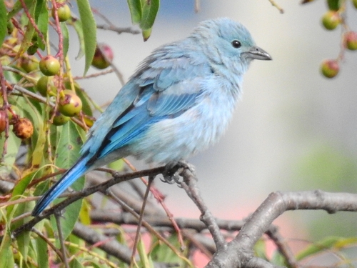 Blue-gray Tanager