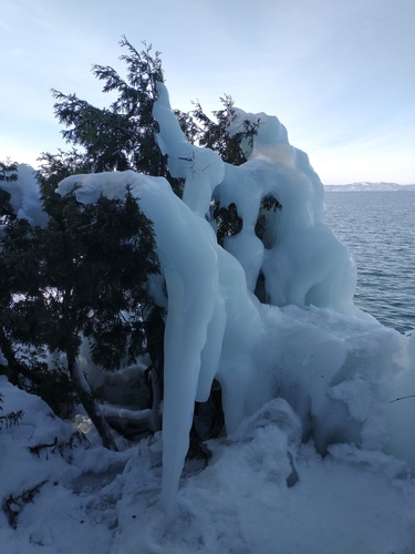 Northern whitecedar