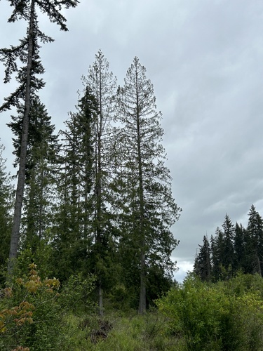 Western redcedar