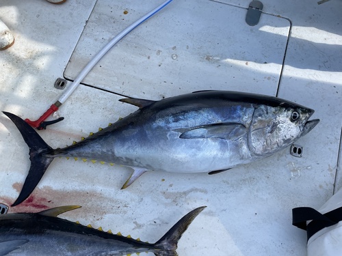 Bigeye Tuna
