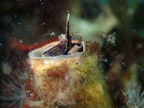 Scaled Worm Snail