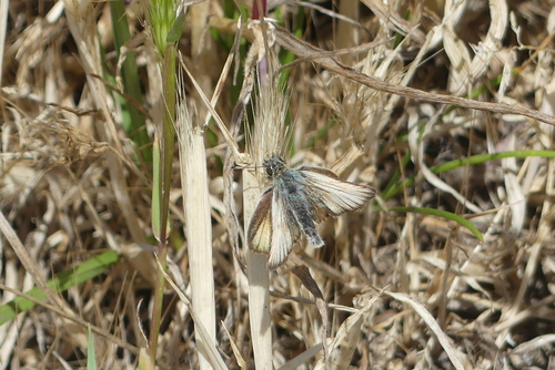 Essex Skipper