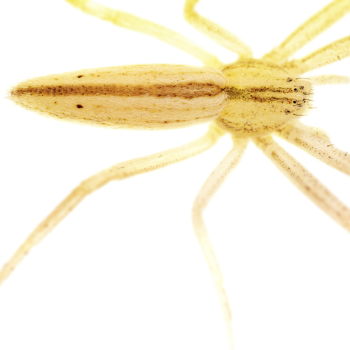 Oblong Running Spider