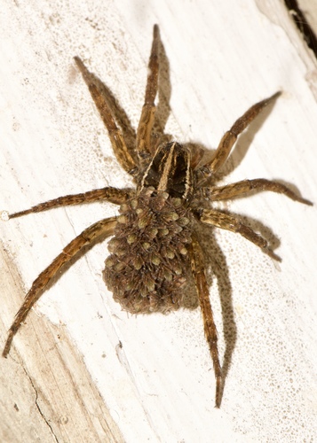 Tigrosa annexa