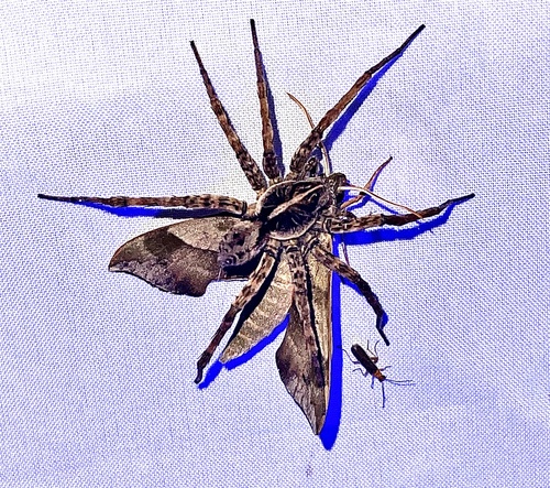 Georgia Wolf Spider
