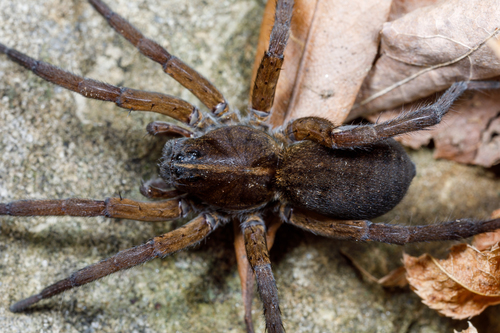 Wetland Giant Wolf Spider