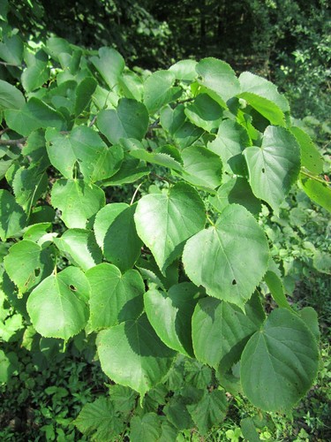 Little-leaf Linden
